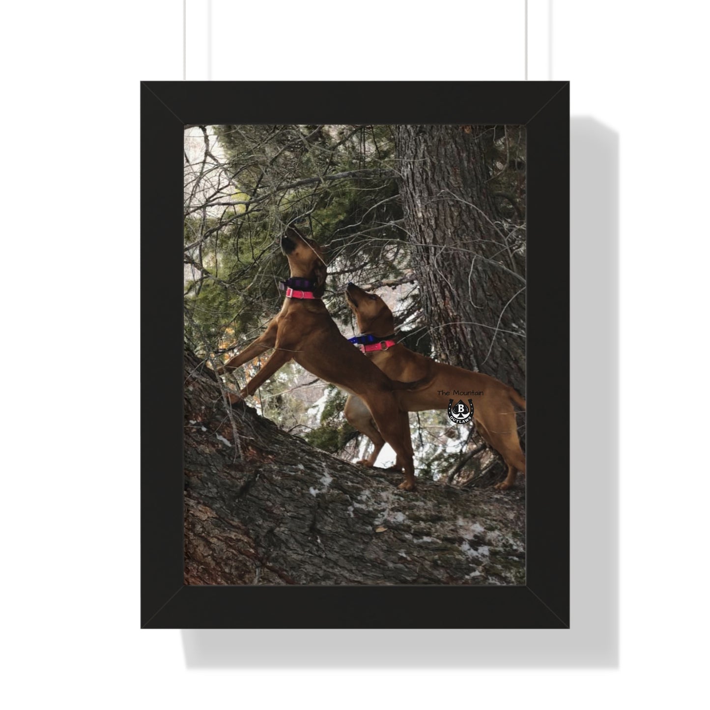 Sing the Tree – The Mountain Collection
