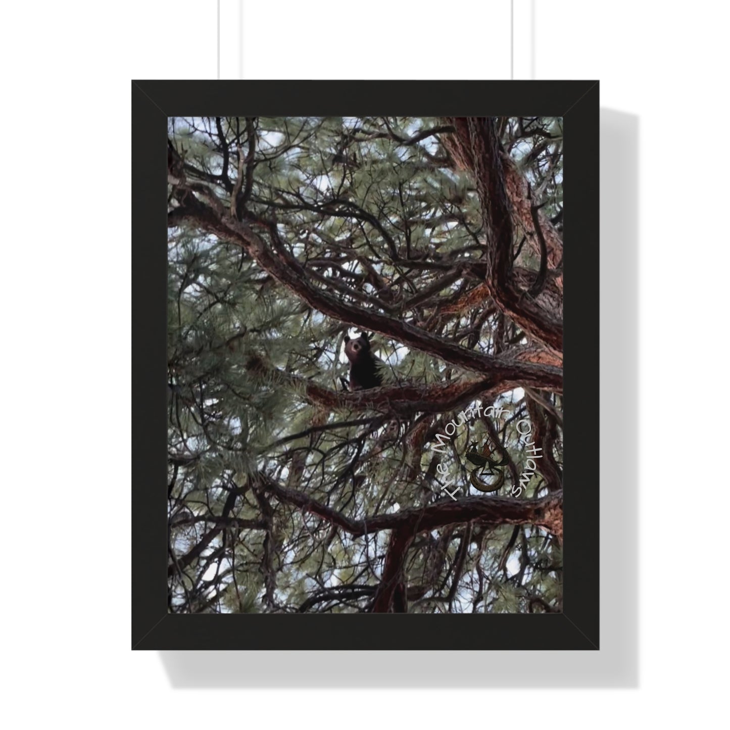 High Noon in the Pines – Bear & the Branches