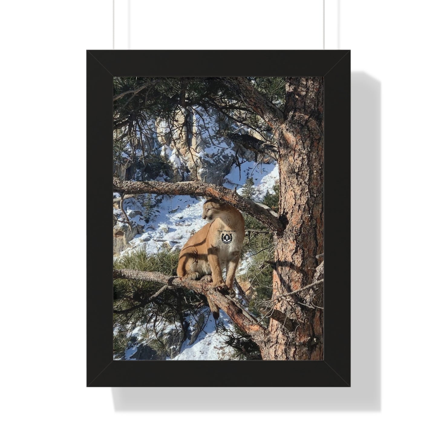 Crowned in Pine – The Mountain Collection
