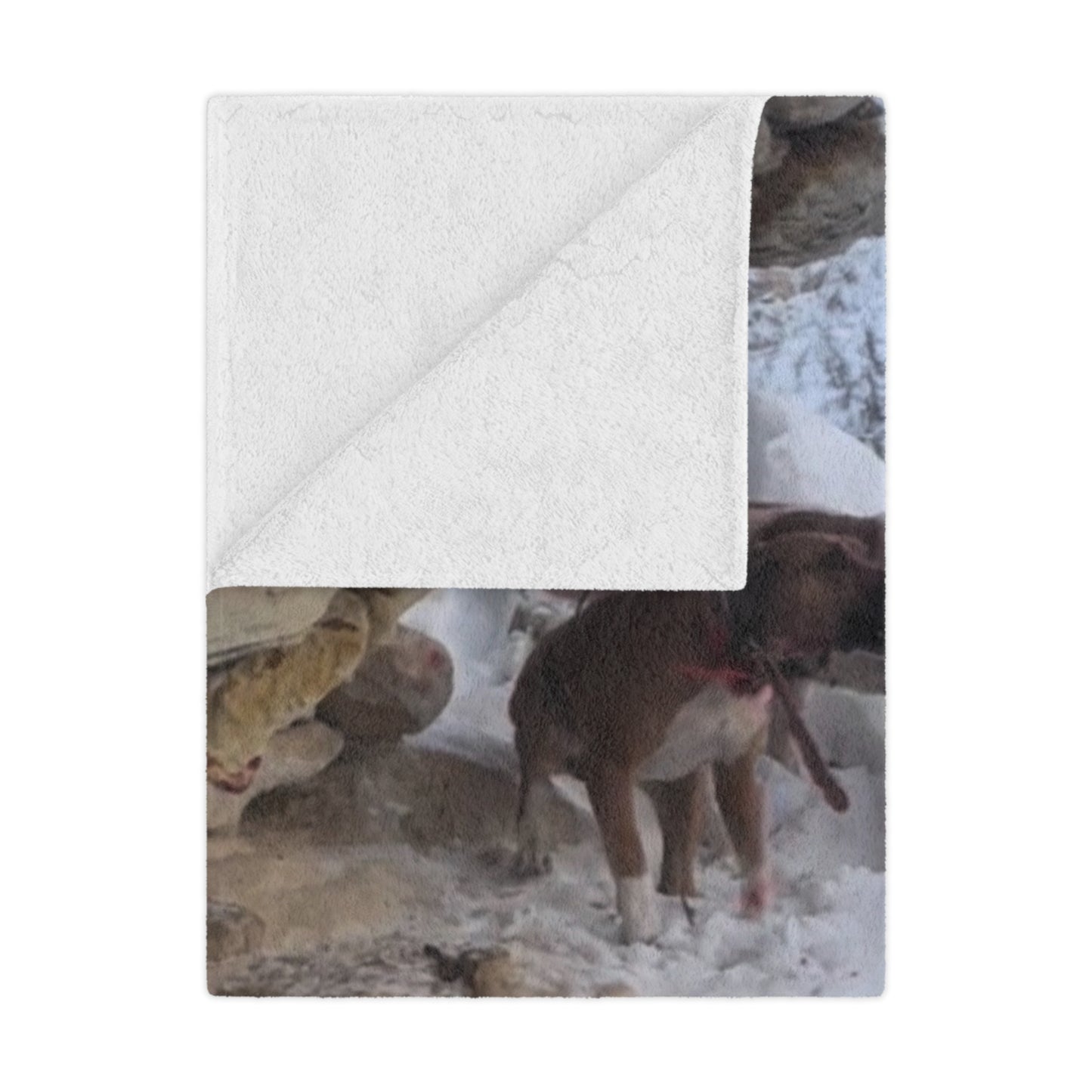 The Tree’d Bear Blanket – For the Ones Who Know the Sound of Grit Barkin’