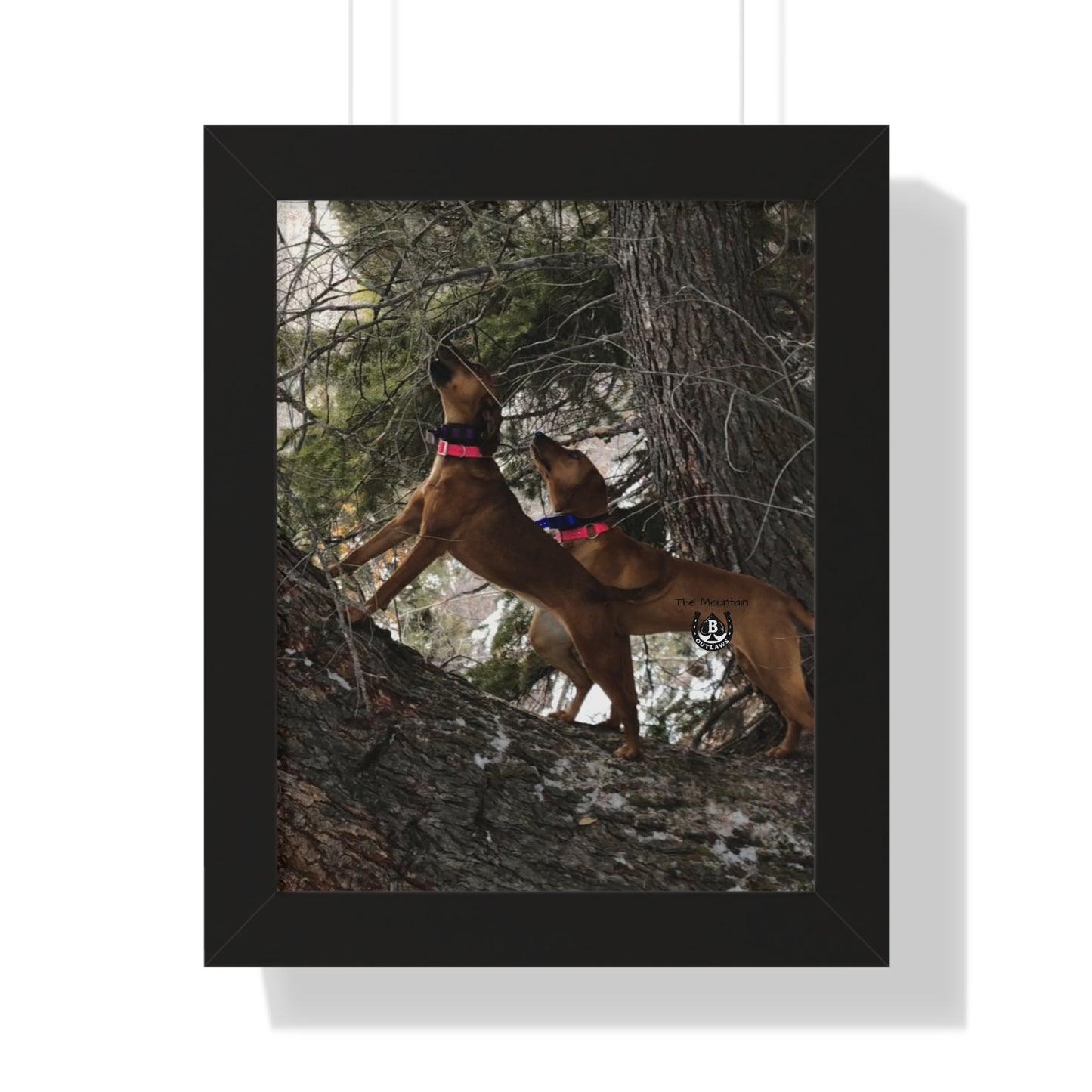 Sing the Tree – The Mountain Collection