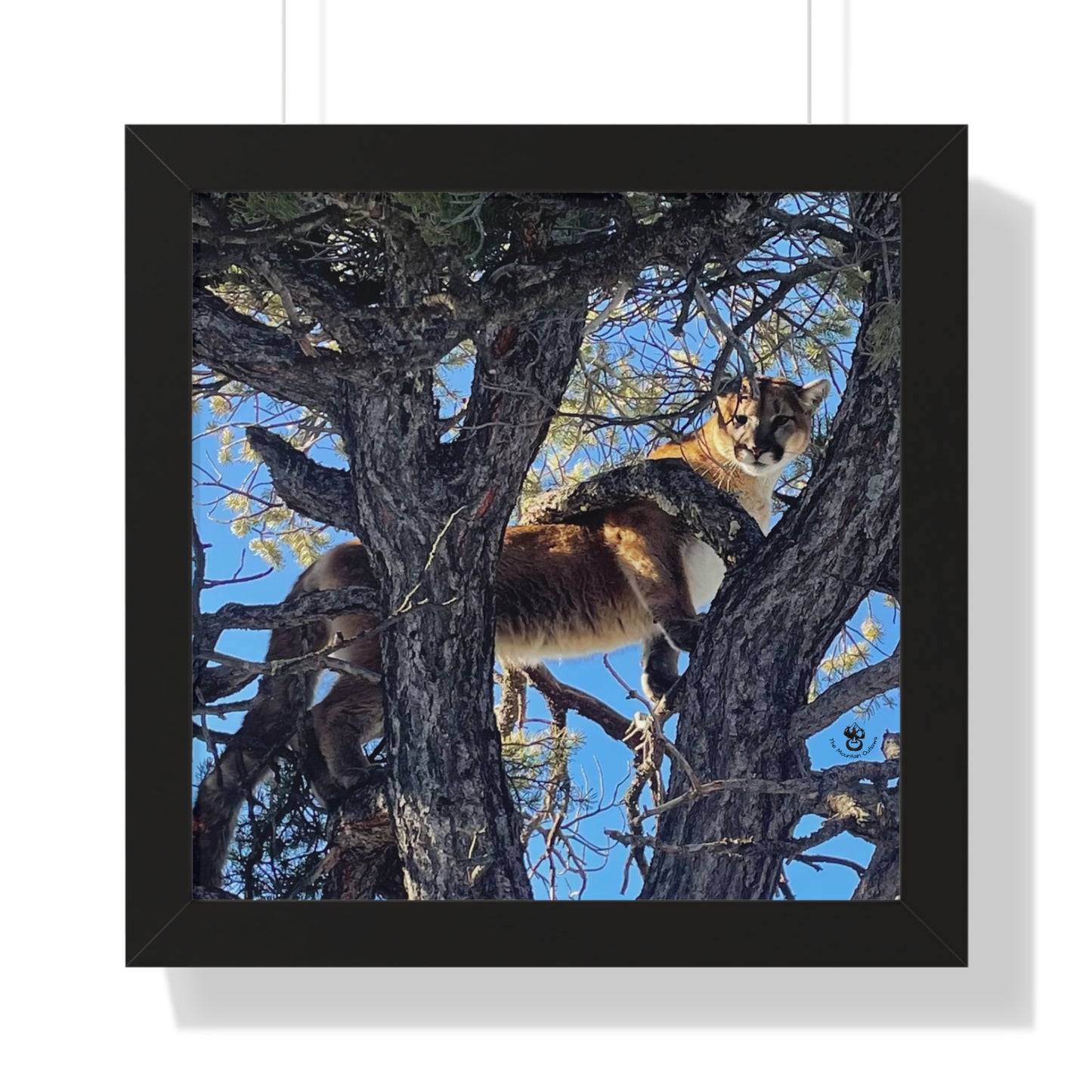 Eye of the Apex – Mountain Outlaws Predator Series