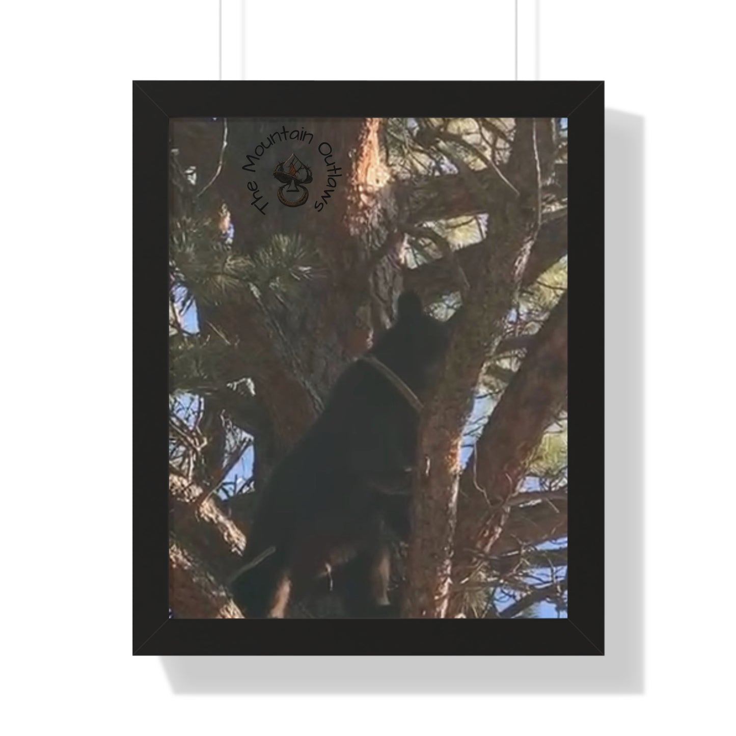 “Bear in the Pines” – No Escape, Just Altitude