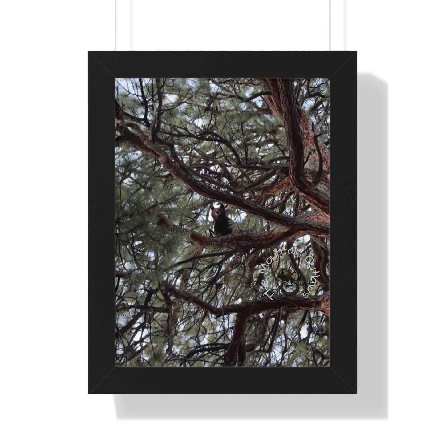 High Noon in the Pines – Bear & the Branches