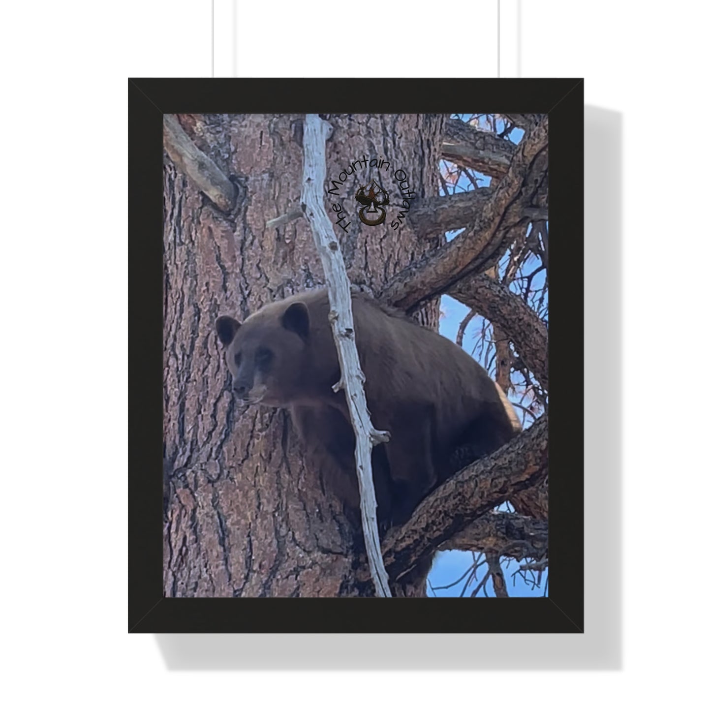 “The Stand-Off” – Backcountry Bear in the Pines | The Mountain Outlaws
