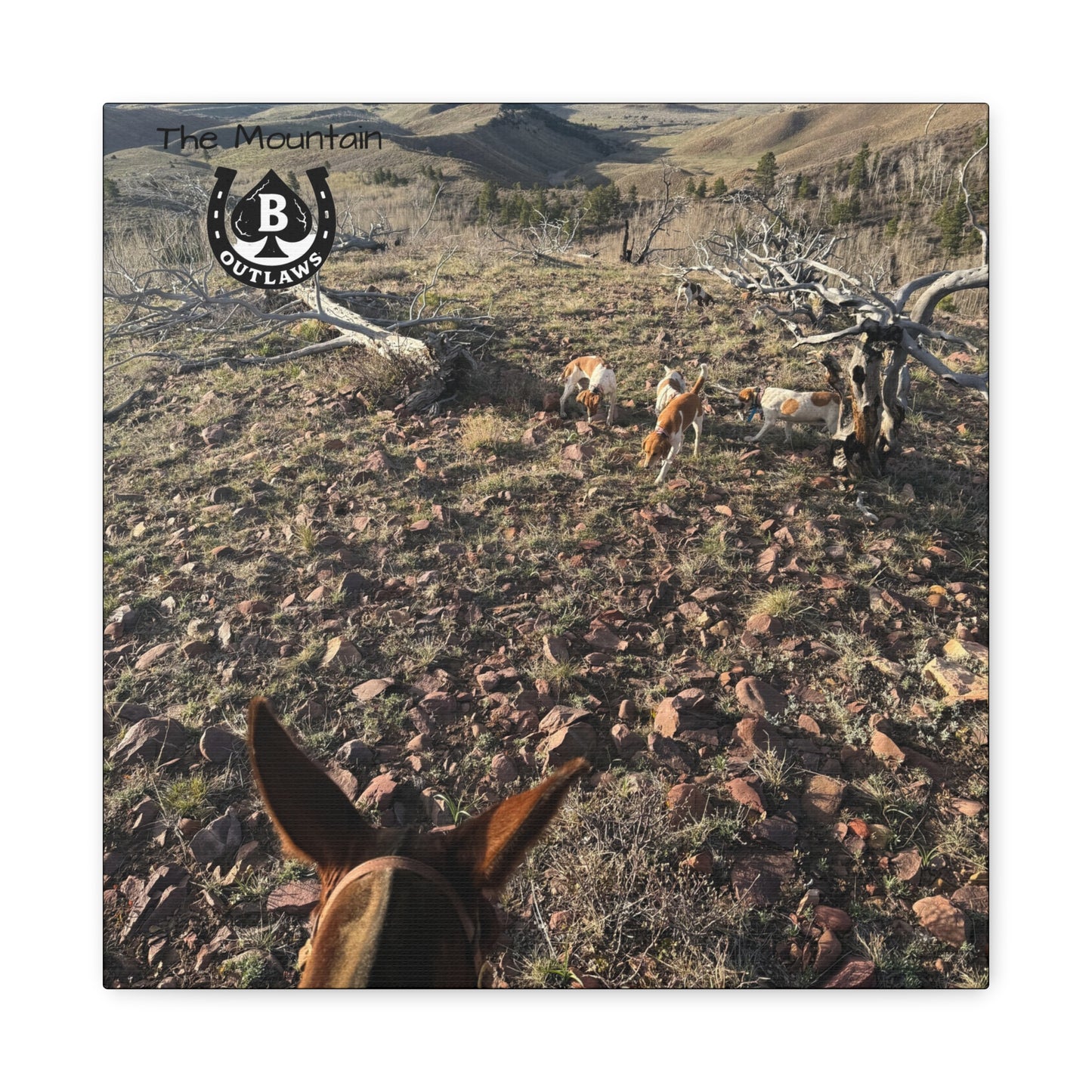 Below Timberline – The Mountain Collection