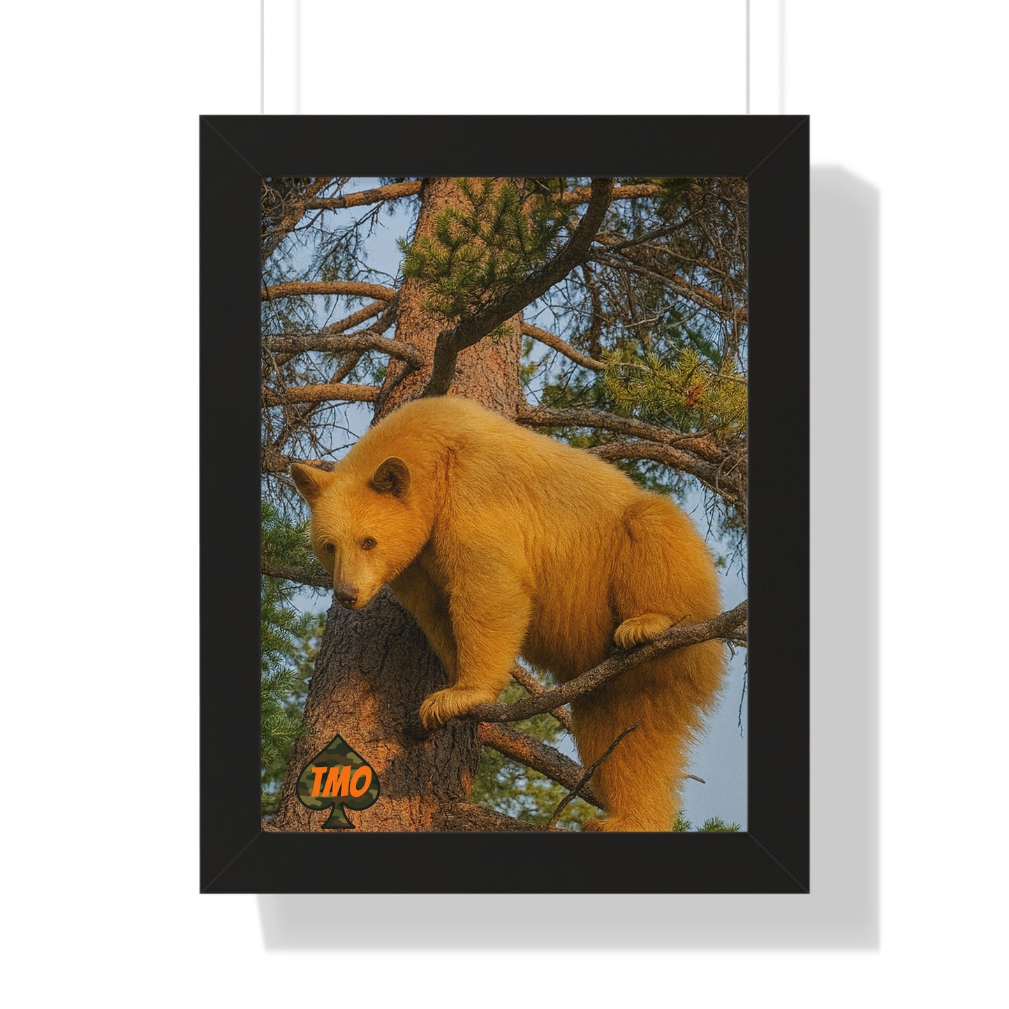 Black Bear in the Pines – Wild Backcountry Photo Print
