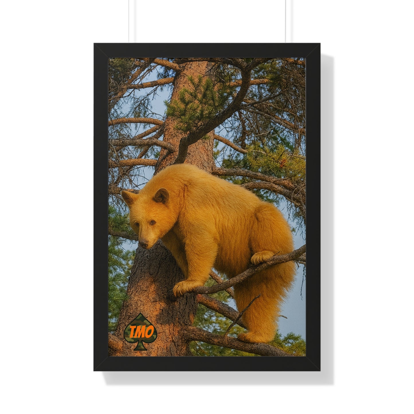 Black Bear in the Pines – Wild Backcountry Photo Print