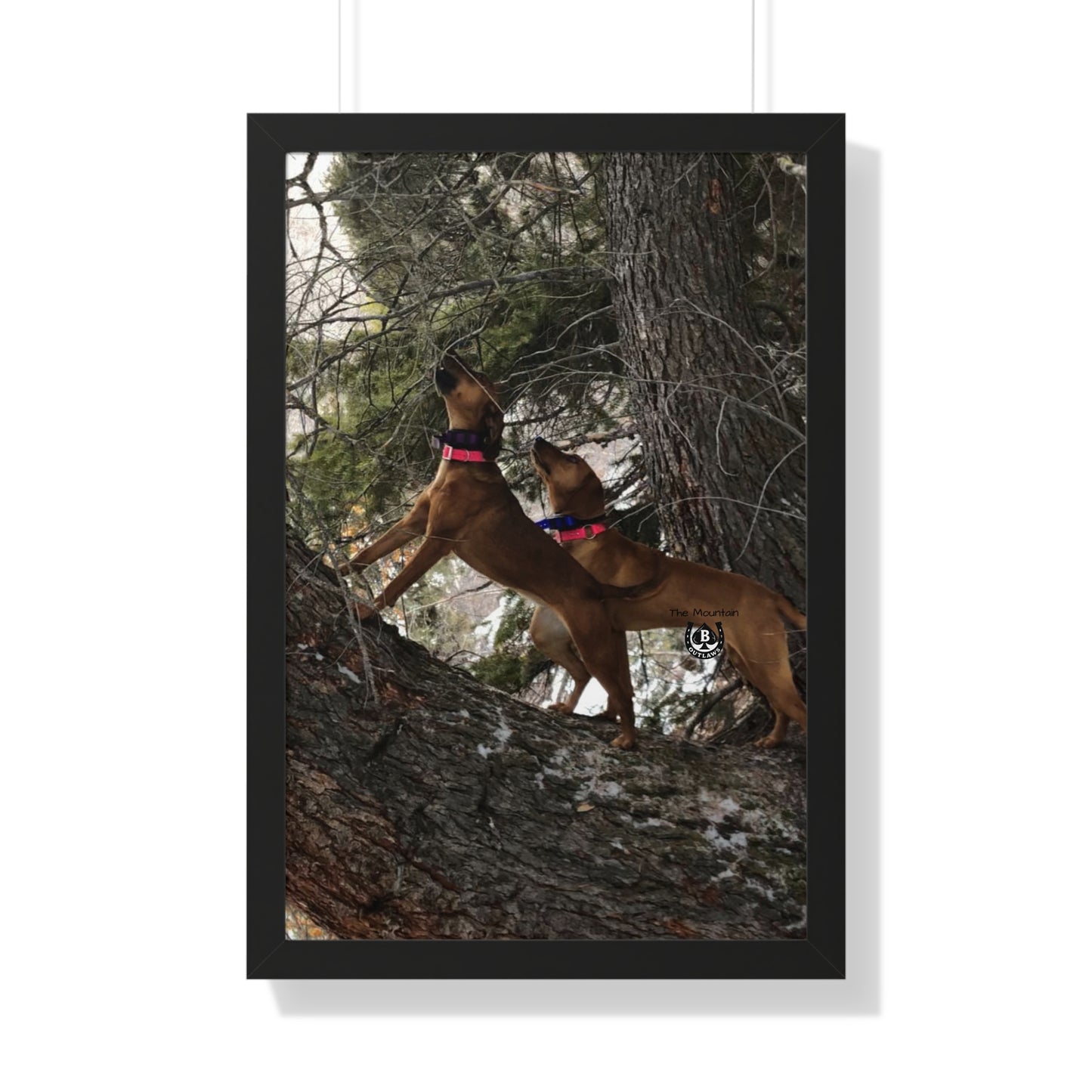 Sing the Tree – The Mountain Collection