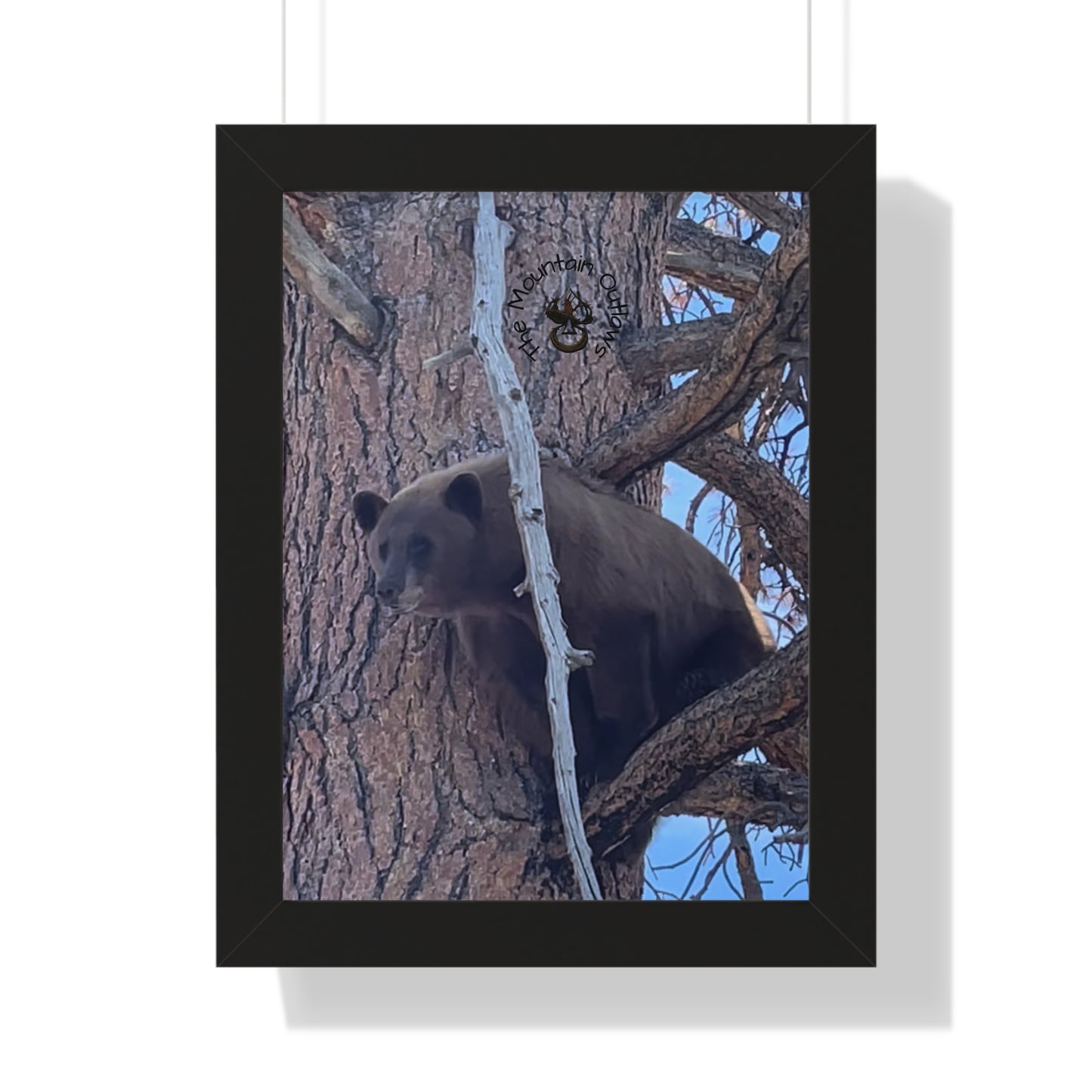 “The Stand-Off” – Backcountry Bear in the Pines | The Mountain Outlaws