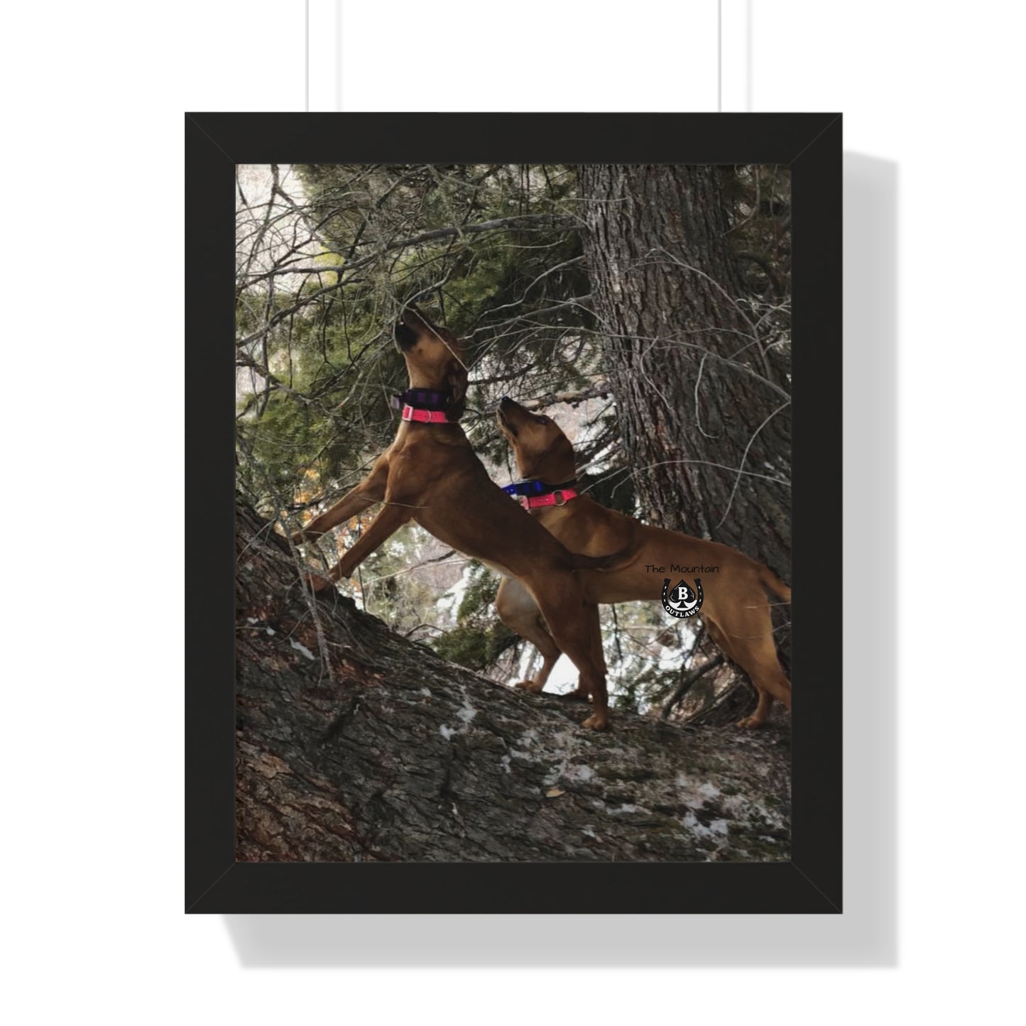 Sing the Tree – The Mountain Collection