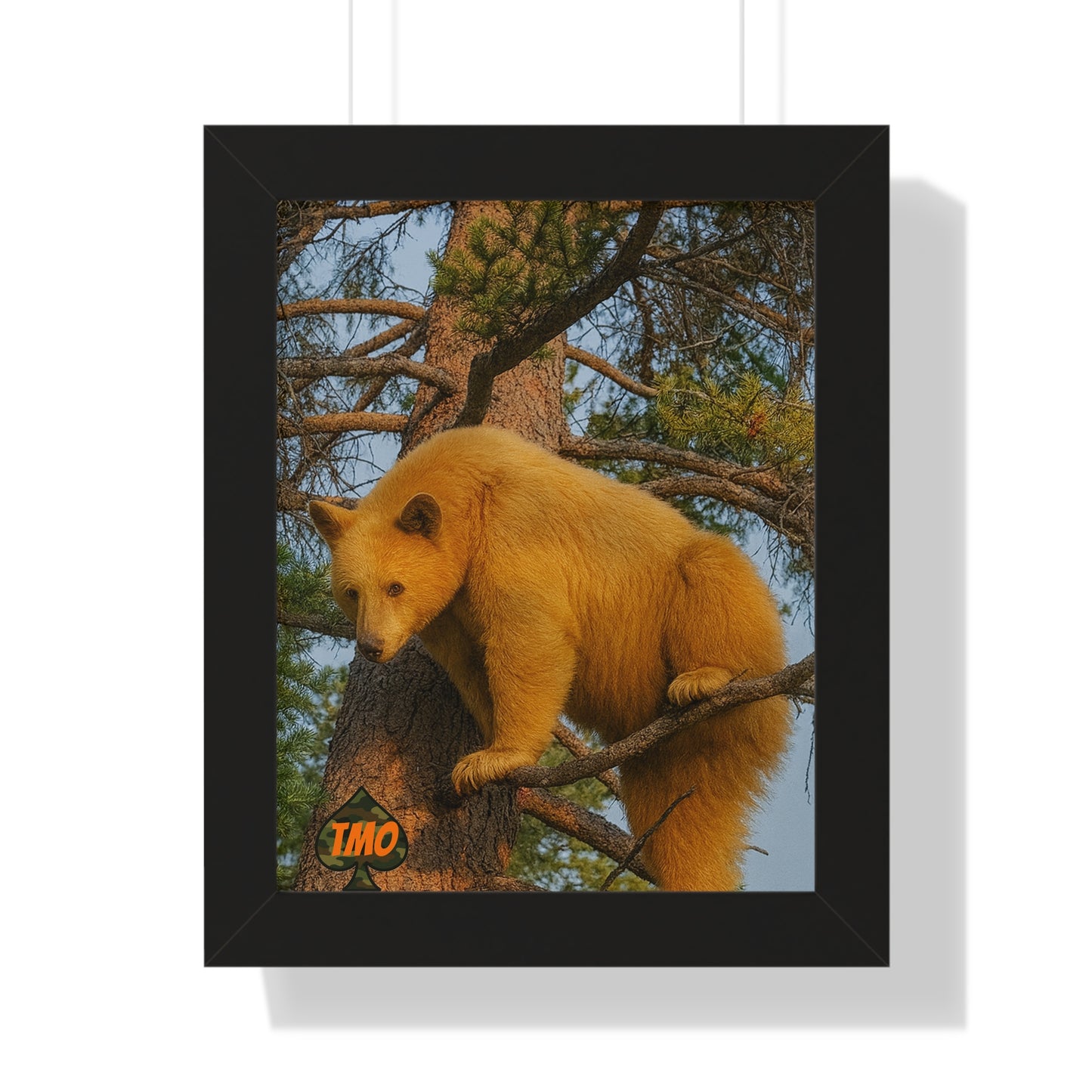 Black Bear in the Pines – Wild Backcountry Photo Print