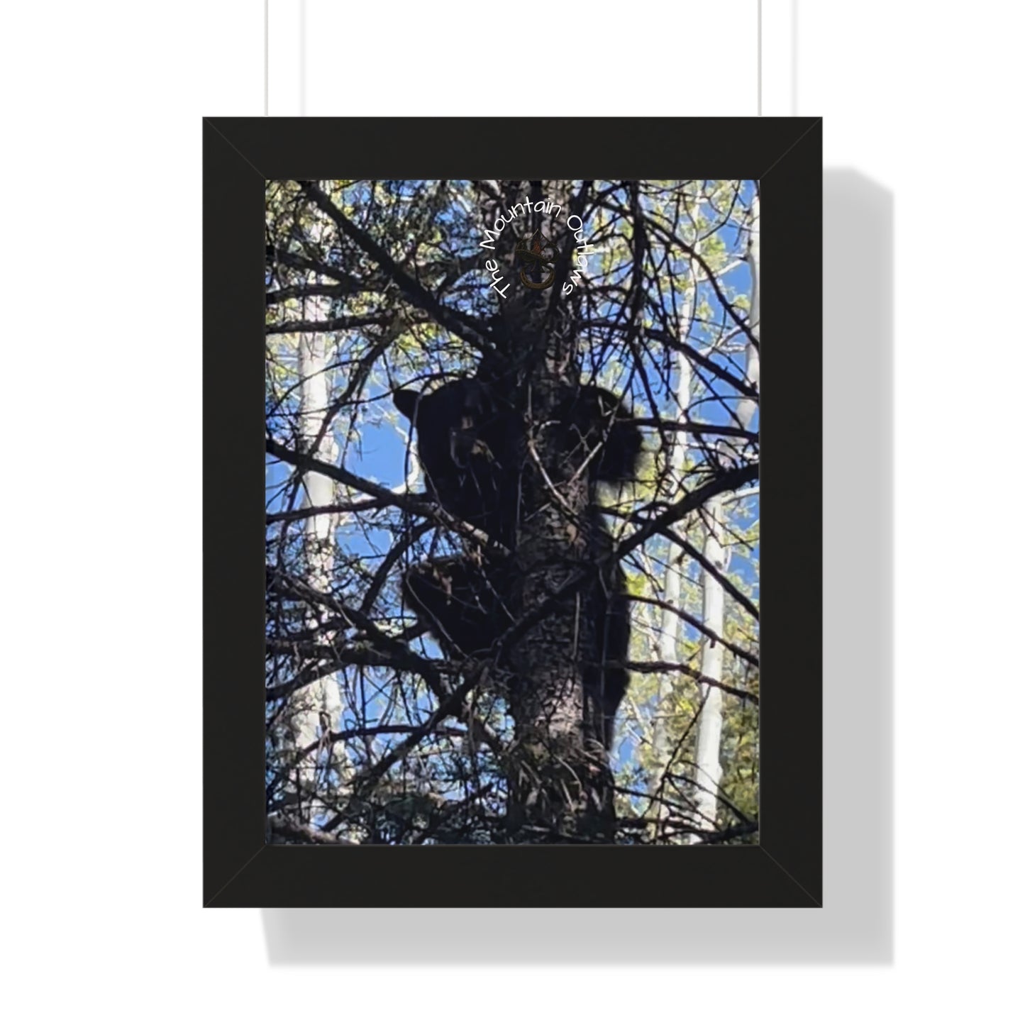 Crown of the Pines – Bear in the Canopy