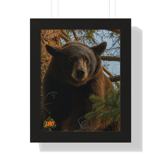 Black Bear Close-Up – Wild Backcountry Photo Print