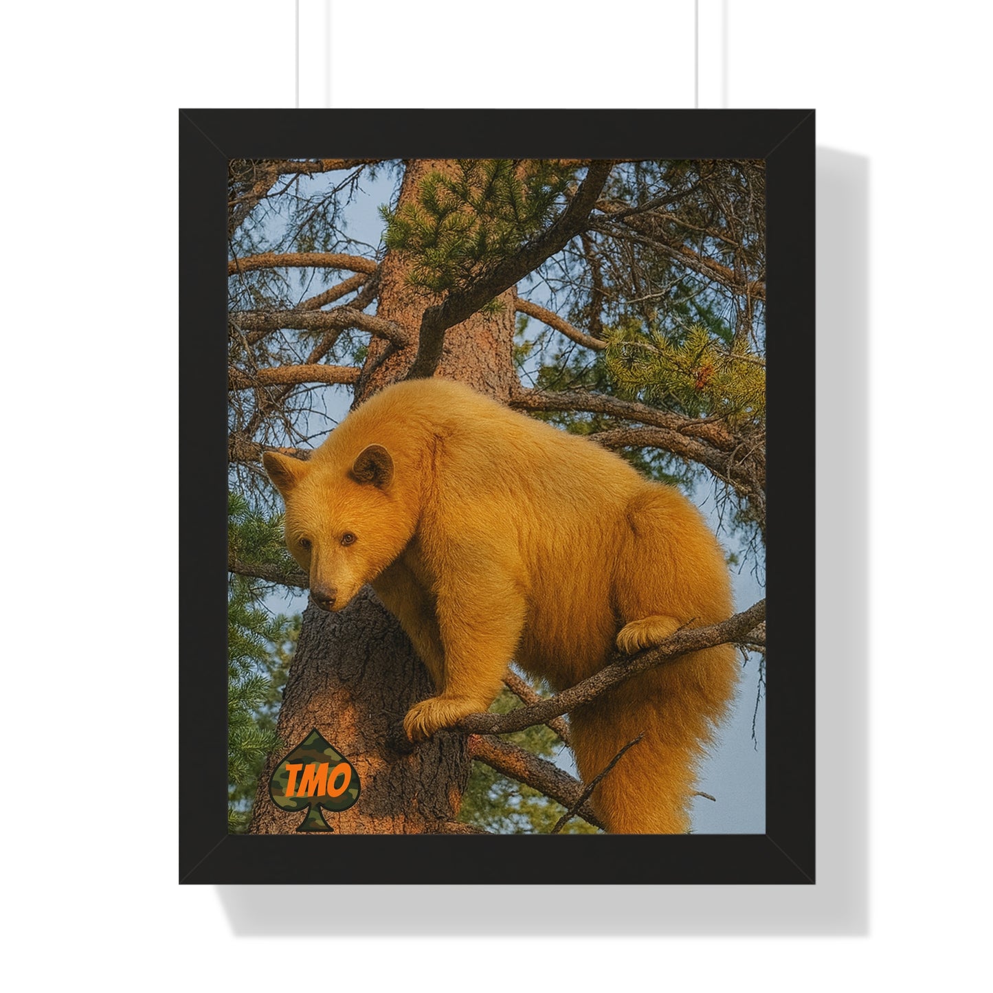 Black Bear in the Pines – Wild Backcountry Photo Print