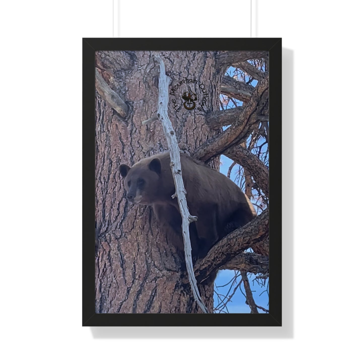 “The Stand-Off” – Backcountry Bear in the Pines | The Mountain Outlaws