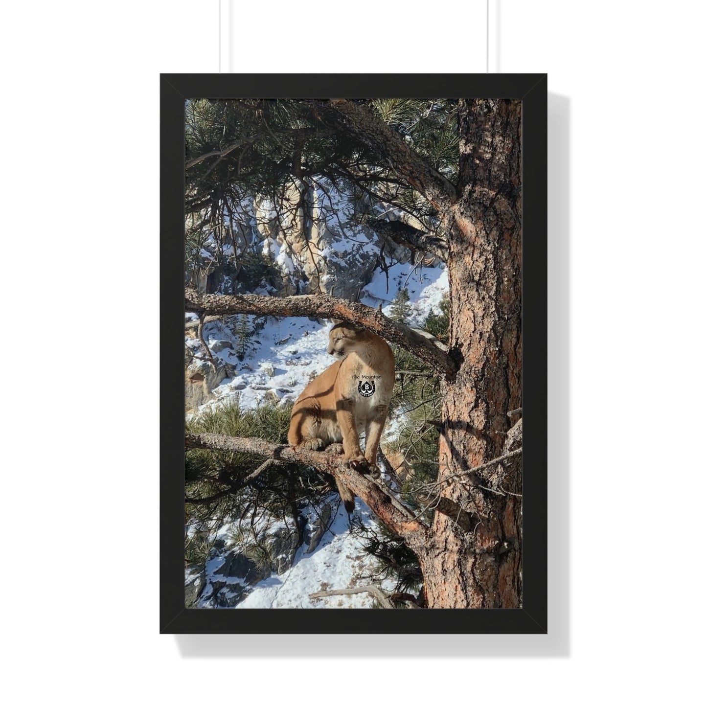 Crowned in Pine – The Mountain Collection