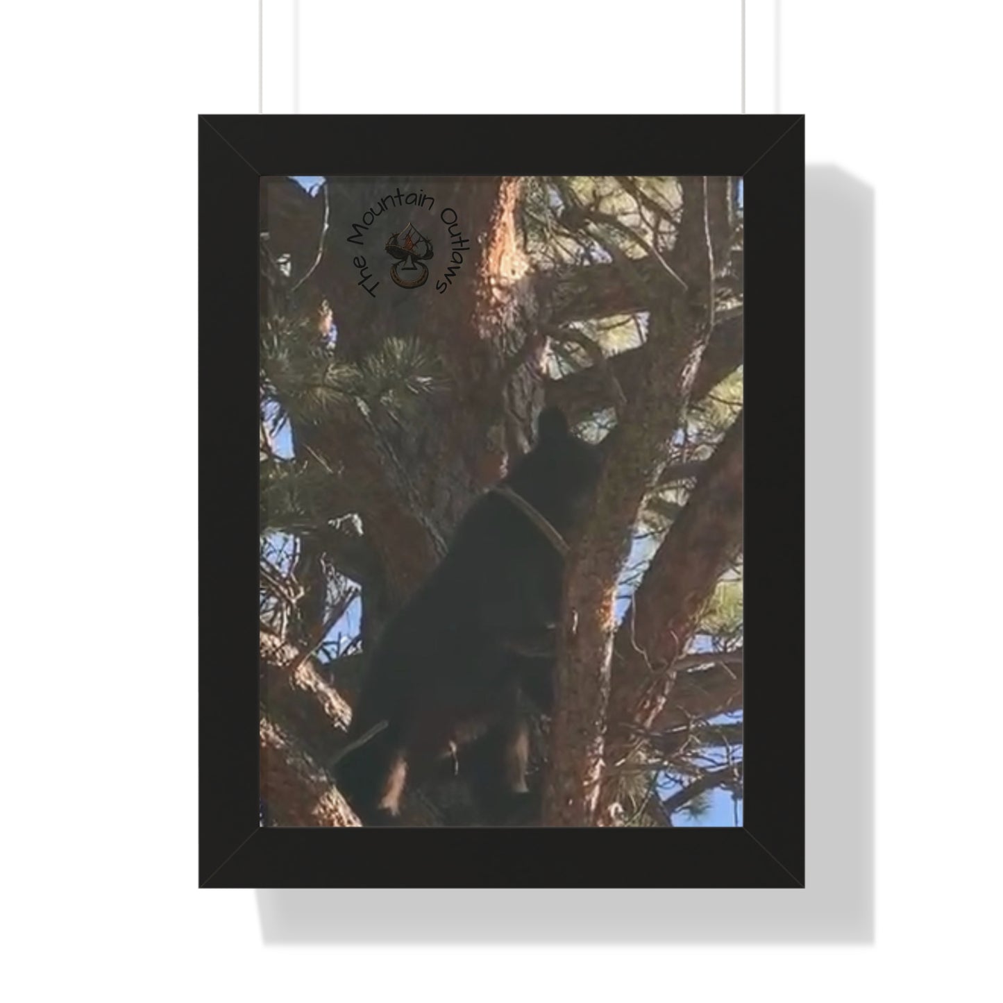 “Bear in the Pines” – No Escape, Just Altitude