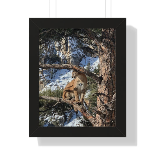 Crowned in Pine – The Mountain Collection