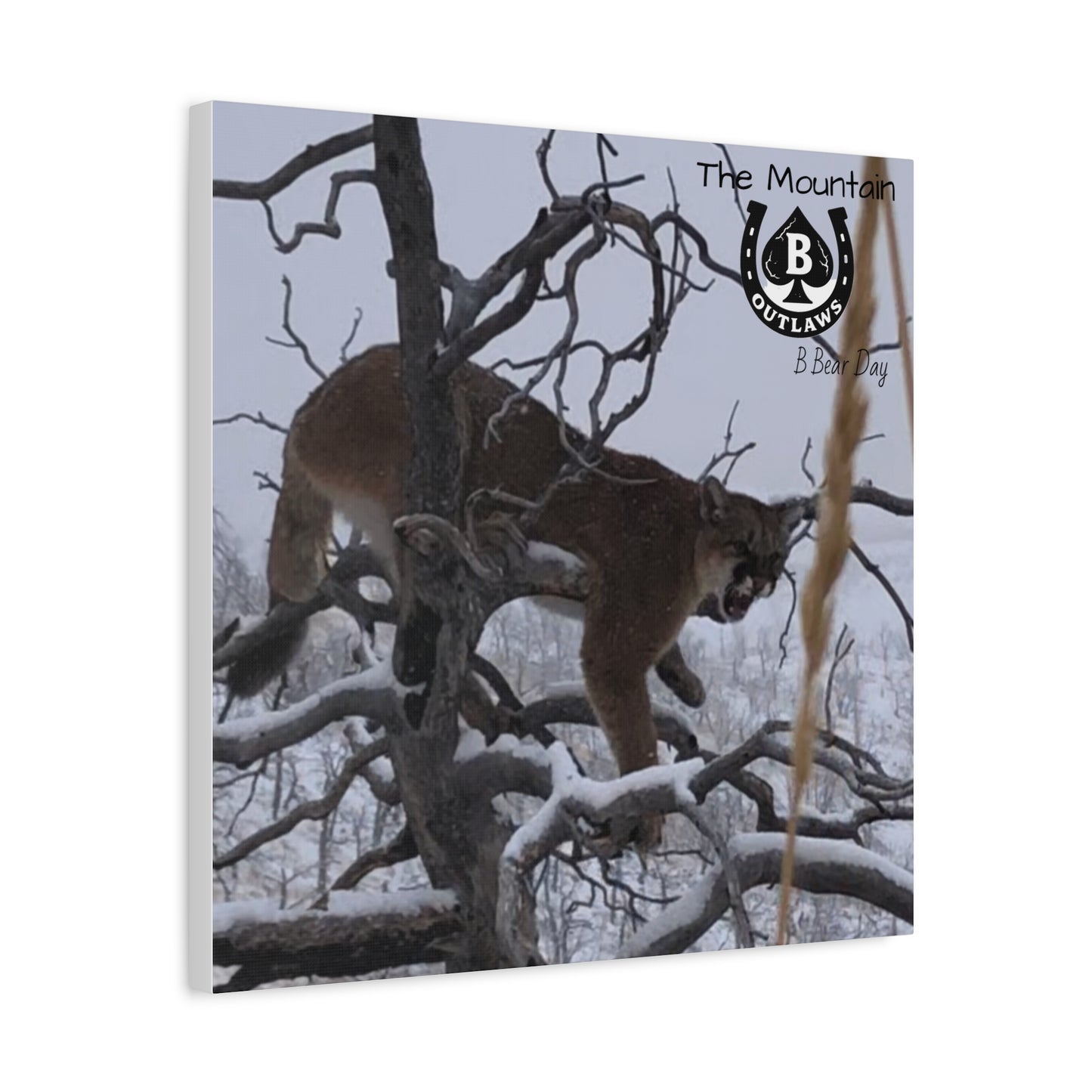 The Watcher – Apex in the Silence