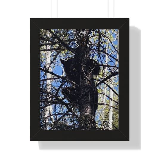 Crown of the Pines – Bear in the Canopy