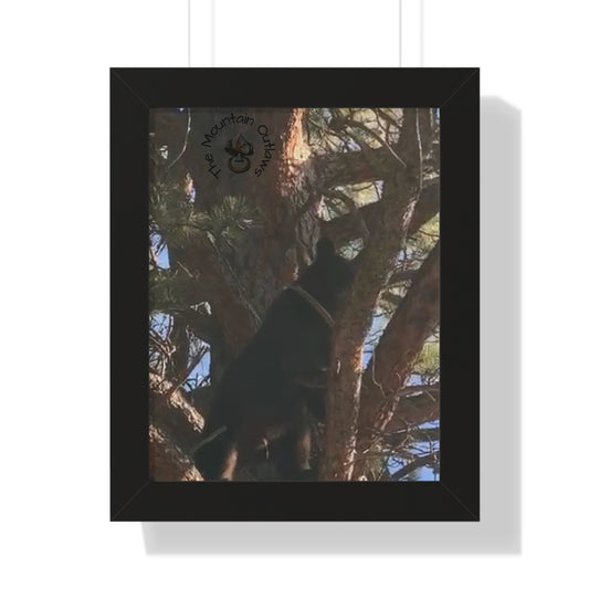 “Bear in the Pines” – No Escape, Just Altitude